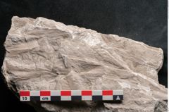 Foto (Detailansicht) von Dictyopteris brongniarti Gutb. (NHMW-GEO-2024-0188-10776)